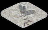 Fossil March Fly (Plecia) - Green River Formation #65094-1
